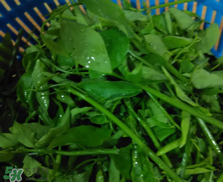 樹仔菜有毒嗎？樹仔菜有沒有毒？