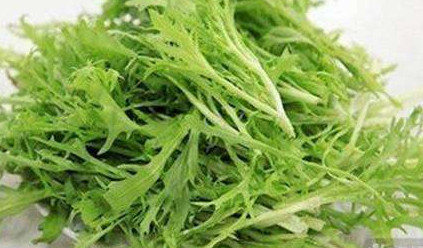 苦苣菜能生吃嗎？苦苣菜可以生吃嗎