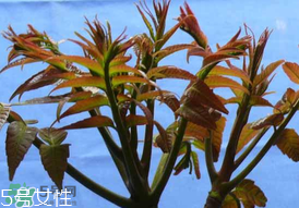 ?香椿癌癥病人能吃嗎？癌癥患者可以吃香椿嗎？