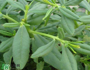 人參菜怎么吃？人參菜怎么吃好？