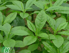 人參菜怎么吃？人參菜怎么吃好？