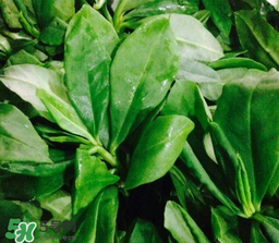 人參菜怎么吃？人參菜怎么吃好？