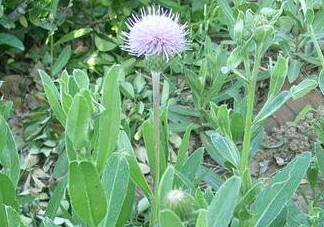 刺兒菜能吃嗎？刺兒菜可以吃嗎