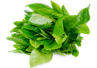 人參菜怎么吃？人參菜怎么吃好？