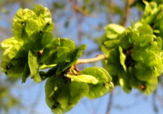 榆錢是榆樹(shù)的什么？榆錢是花還是果實(shí)