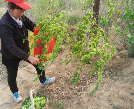 榆錢能炒雞蛋嗎？榆錢炒雞蛋怎么做