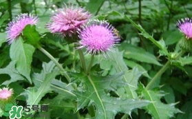 刺兒菜吃了有什么用？刺兒菜有什么功效