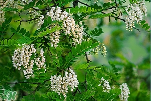 刺槐花幾月開？刺槐花什么時(shí)候開