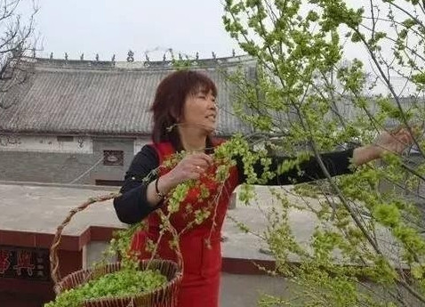 榆錢怎么蒸？蒸榆錢的做法