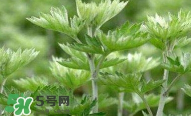 艾蒿能吃嗎？艾蒿能做菜吃嗎