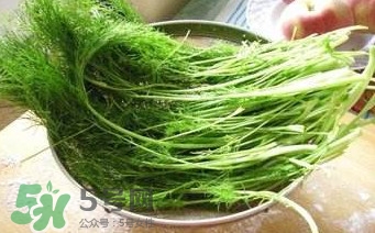 茴香苗有什么好處？茴香苗的功效與作用