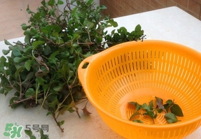 吃枸杞葉會(huì)過(guò)敏嗎？吃枸杞葉會(huì)不會(huì)過(guò)敏