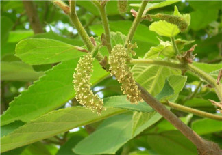 蒸構(gòu)樹花兒孕婦可以吃嗎？孕婦可以吃蒸構(gòu)樹花兒嗎？