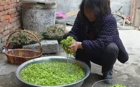 榆錢怎么蒸？蒸榆錢的做法