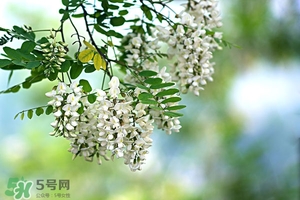 刺槐花幾月開？刺槐花什么時(shí)候開