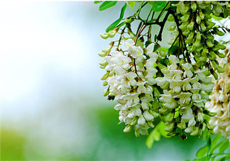刺槐花幾月開？刺槐花什么時候開