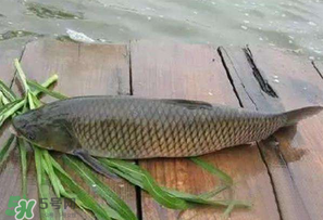4月份可以釣草魚嗎？4月份如何釣草魚？