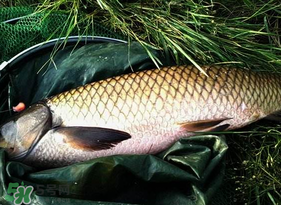 4月份可以釣草魚嗎？4月份如何釣草魚？
