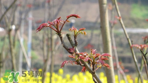 香椿葉能吃嗎？香椿葉孕婦能吃嗎？