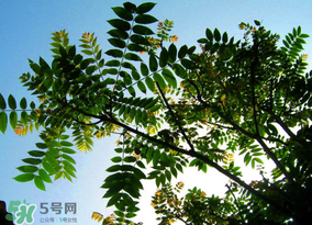 香椿放久了能吃嗎？香椿可以放多久？