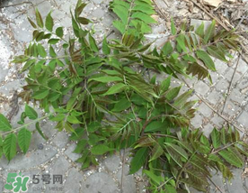 香椿長什么樣子？香椿長在什么地方？