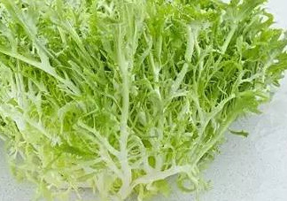 苦菊能和蝦一起吃嗎？苦菊可以和蝦一起吃嗎
