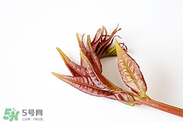 香椿葉怎么吃？香椿葉的吃法