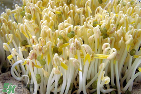 香椿和豆芽能一起吃嗎？香椿豆芽的做法大全