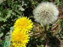 婆婆丁花能吃嗎？婆婆丁花可以吃嗎？