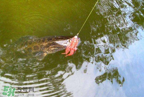 四月份能路亞黑魚(yú)嗎？路亞黑魚(yú)什么時(shí)間最好？