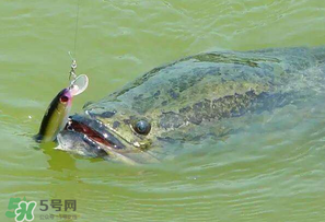 四月份能路亞黑魚(yú)嗎？路亞黑魚(yú)什么時(shí)間最好？