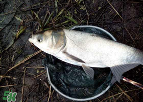 4月份能釣鰱魚嗎？四月份能釣鰱魚嗎？