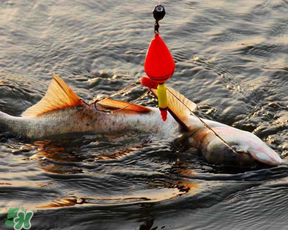 4月份能釣鰱魚嗎？四月份能釣鰱魚嗎？