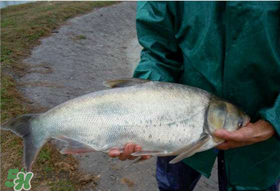 4月份能釣鰱魚嗎？四月份能釣鰱魚嗎？