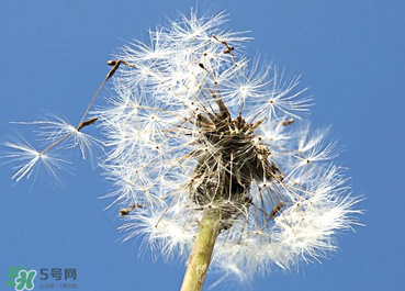 婆婆丁能治糖尿病嗎？婆婆丁可以治糖尿病嗎？