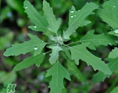 灰菜有毒嗎？不能吃的灰菜圖片