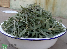 苦苦菜和蒲公英的區(qū)別 苦苦菜和蒲公英有什么區(qū)別？