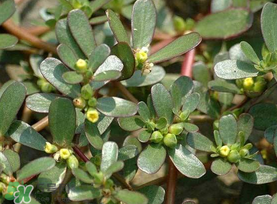 馬齒莧能治蕁麻疹嗎？馬齒莧可以治蕁麻疹嗎？