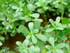 馬齒莧能治蕁麻疹嗎？馬齒莧可以治蕁麻疹嗎？