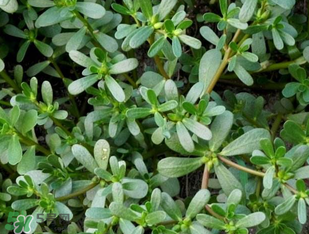 馬齒莧能治前列腺炎嗎？馬齒莧可以治前列腺炎嗎？