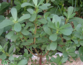 馬齒莧能治前列腺炎嗎？馬齒莧可以治前列腺炎嗎？