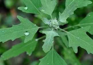 灰菜有毒嗎？不能吃的灰菜圖片