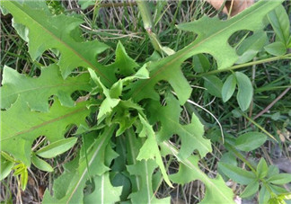 苦苦菜和蒲公英的區(qū)別 苦苦菜和蒲公英有什么區(qū)別？
