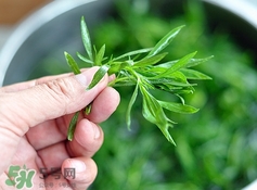 掃帚菜孕婦能吃嗎？孕婦可以吃掃帚菜嗎