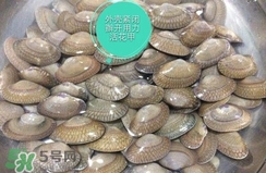 芒果螺怎么清洗？芒果螺怎么吃