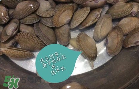 芒果螺怎么清洗？芒果螺怎么吃