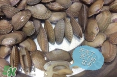 芒果螺怎么清洗？芒果螺怎么吃