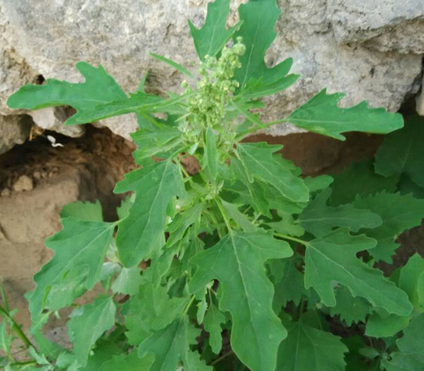 灰菜能生吃嗎？灰菜怎么做好吃