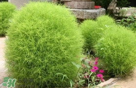 掃帚菜怎么吃？掃帚菜做法