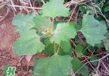 灰灰菜是什么樣子？灰灰菜圖片